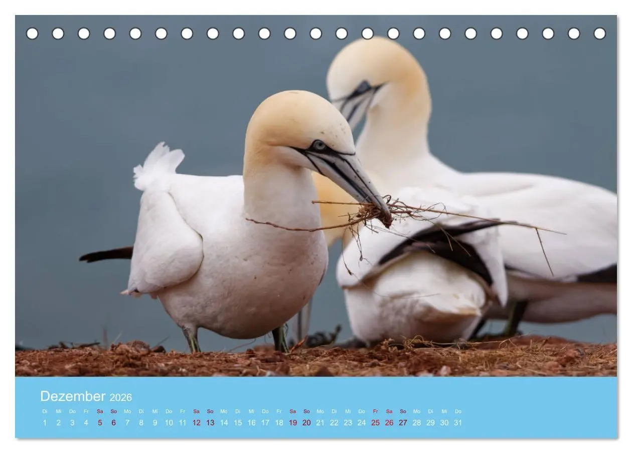 Bild: 9783457546888 | Basstölpel auf Helgoland - von Ostfriesenfotografie (Tischkalender...