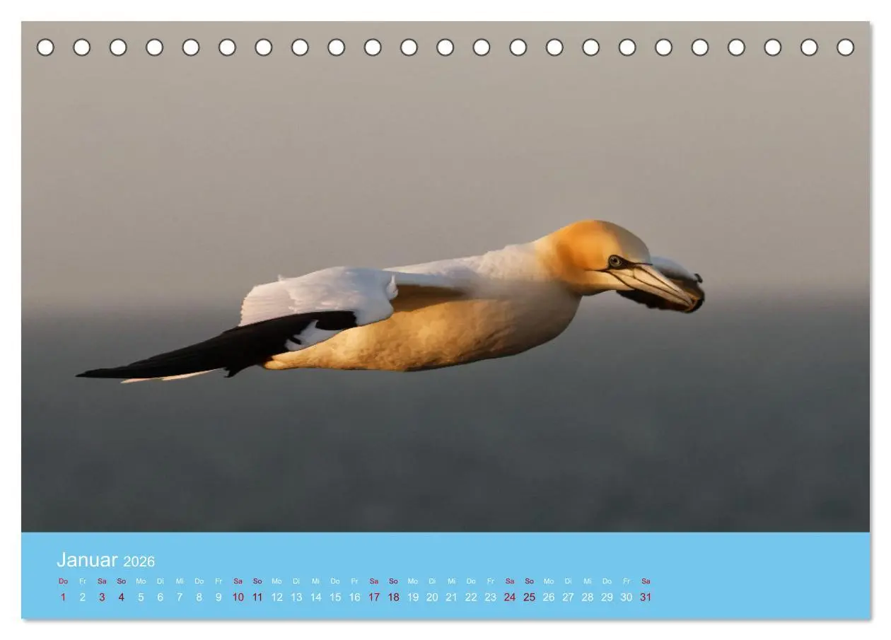 Bild: 9783457546888 | Basstölpel auf Helgoland - von Ostfriesenfotografie (Tischkalender...