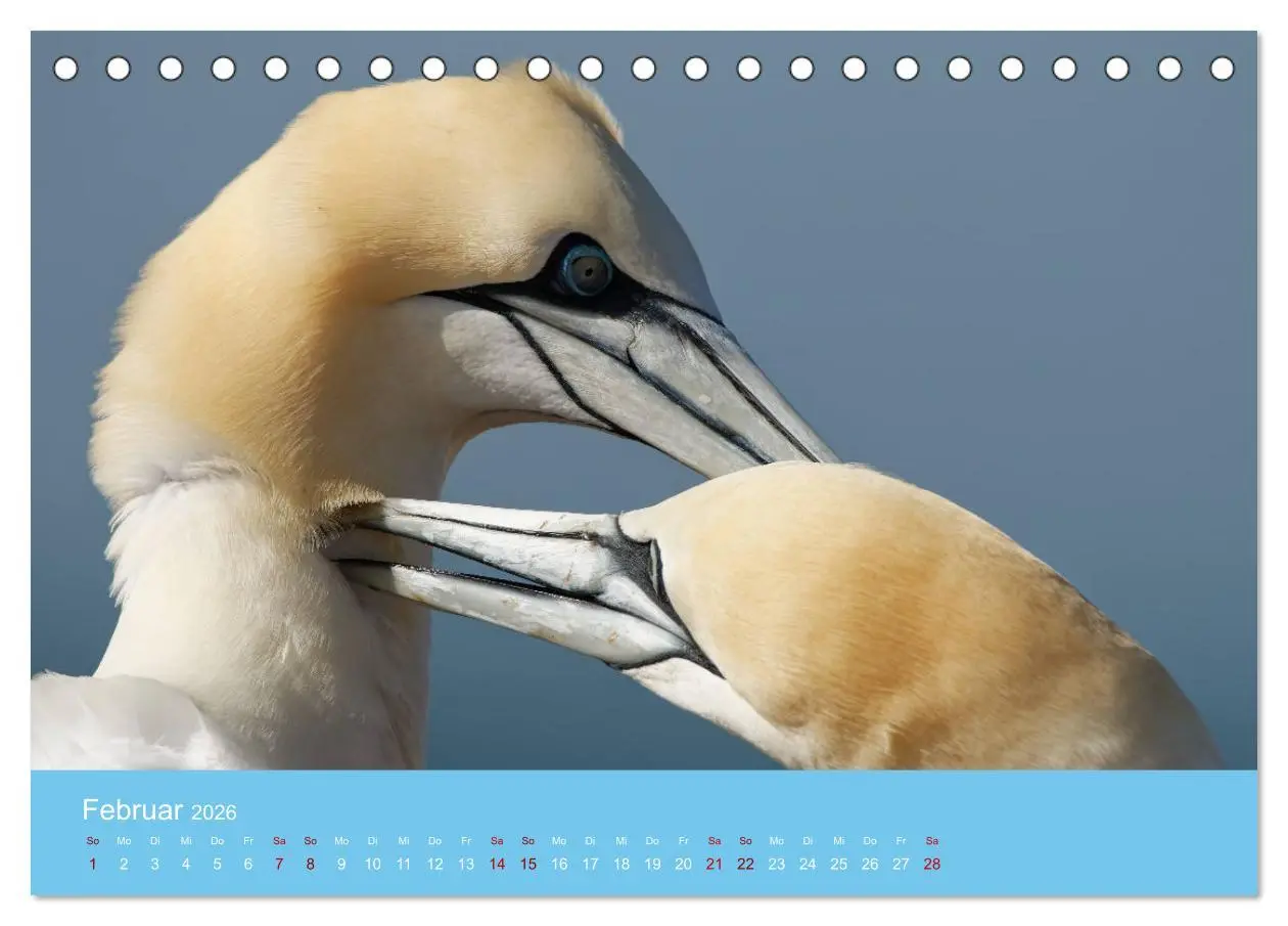 Bild: 9783457546888 | Basstölpel auf Helgoland - von Ostfriesenfotografie (Tischkalender...