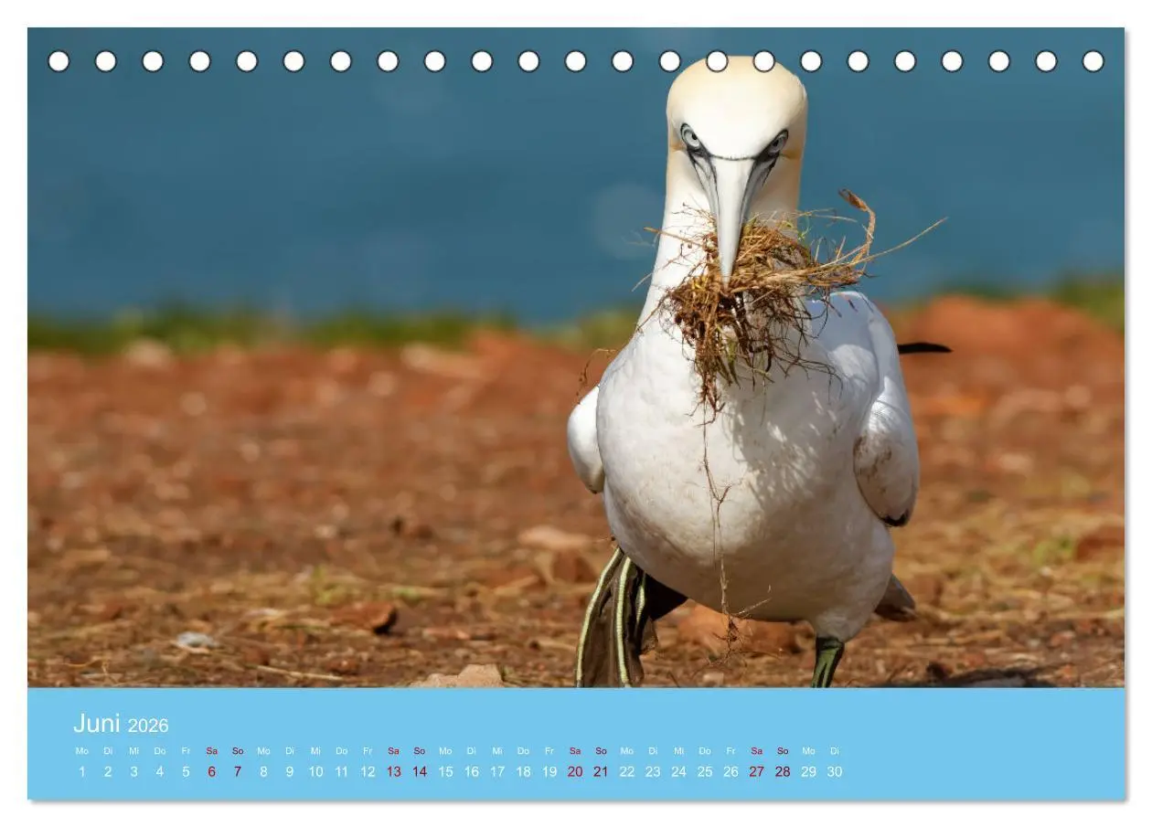Bild: 9783457546888 | Basstölpel auf Helgoland - von Ostfriesenfotografie (Tischkalender...