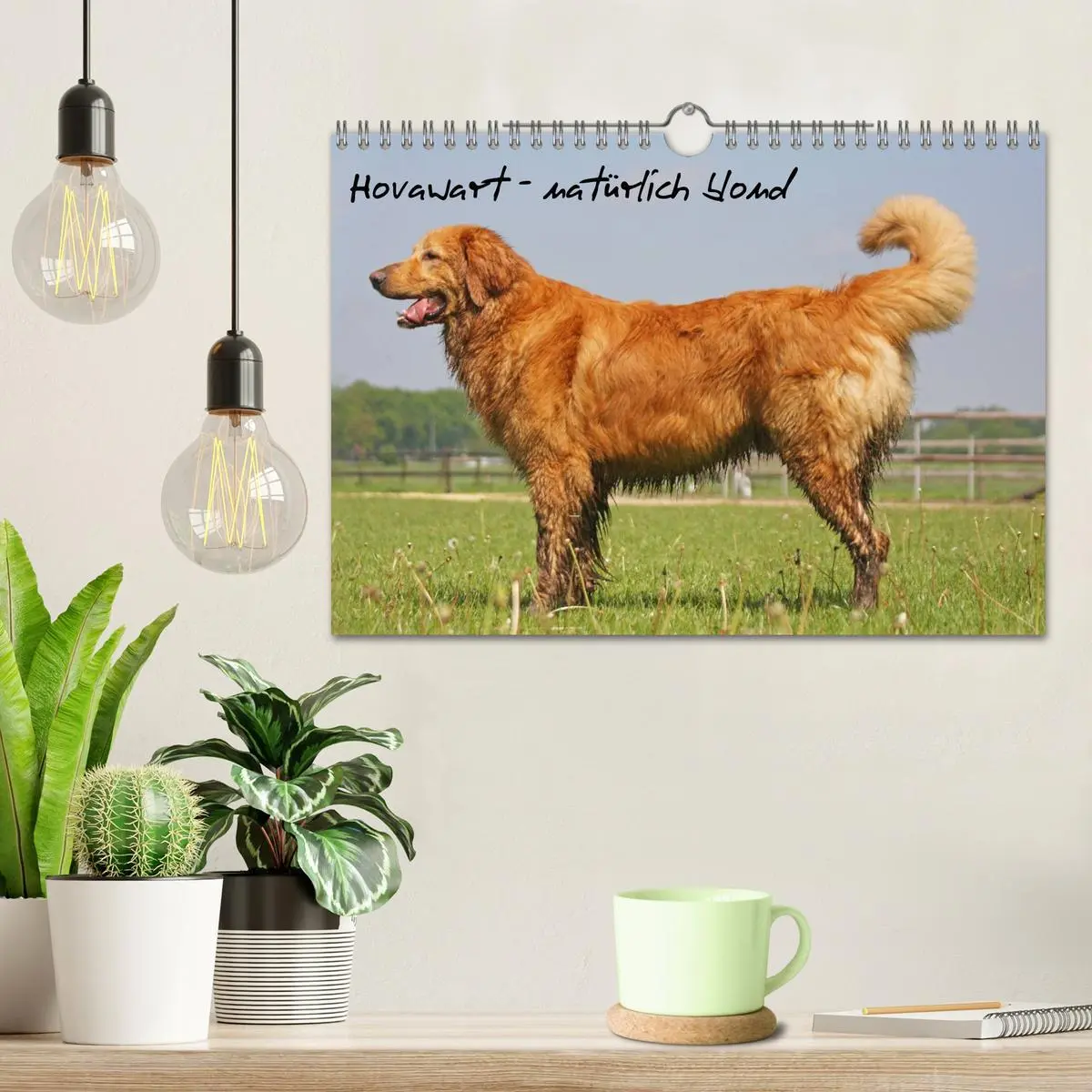 Bild: 9783516186888 | Hovawart - natürlich blond (Wandkalender 2026 DIN A4 quer),...
