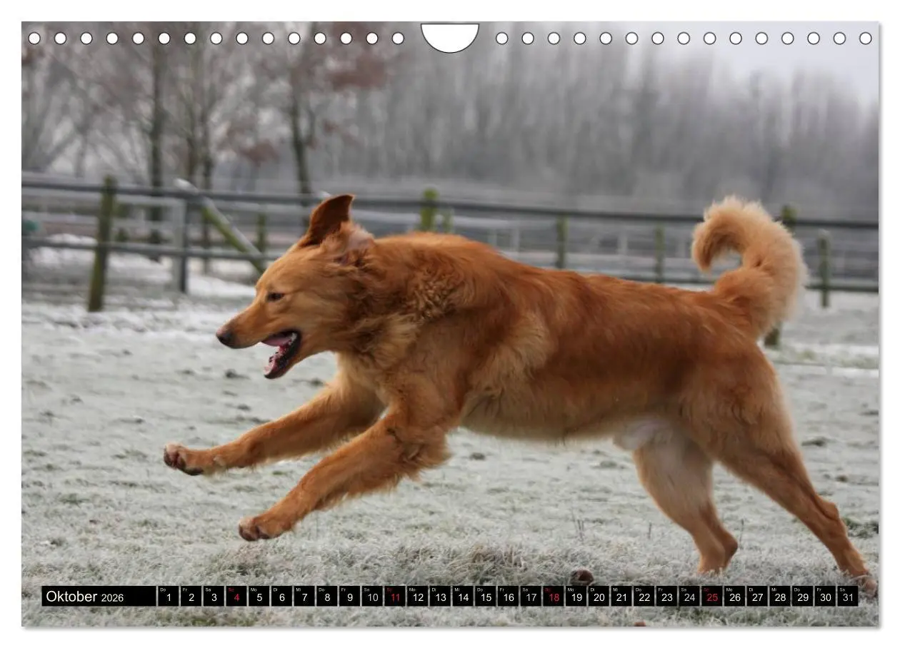 Bild: 9783516186888 | Hovawart - natürlich blond (Wandkalender 2026 DIN A4 quer),...