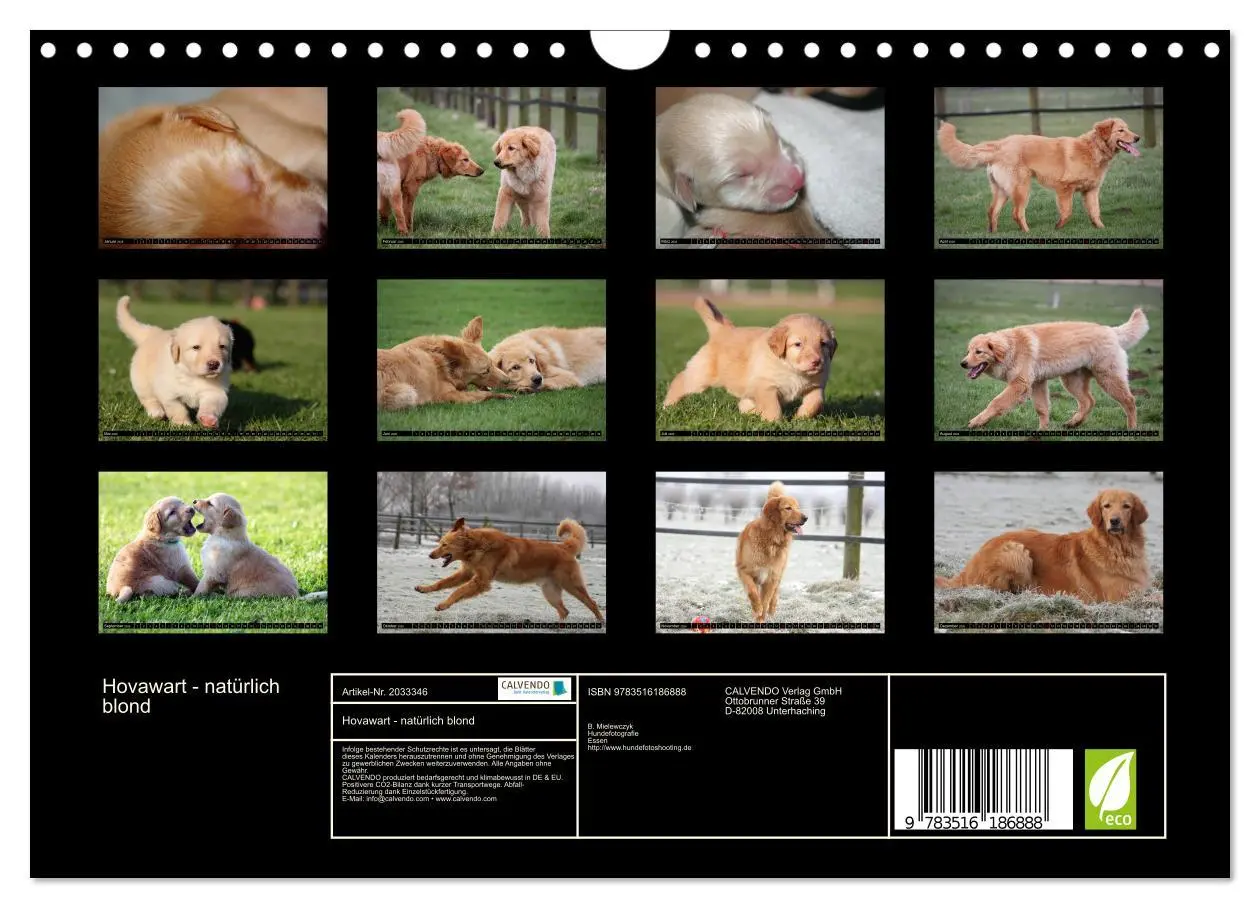 Bild: 9783516186888 | Hovawart - natürlich blond (Wandkalender 2026 DIN A4 quer),...