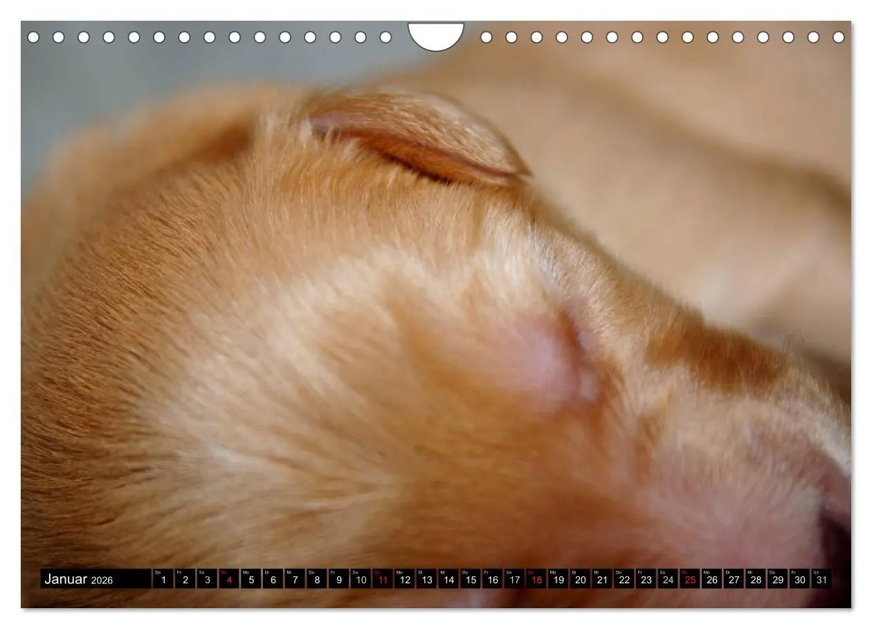 Bild: 9783516186888 | Hovawart - natürlich blond (Wandkalender 2026 DIN A4 quer),...
