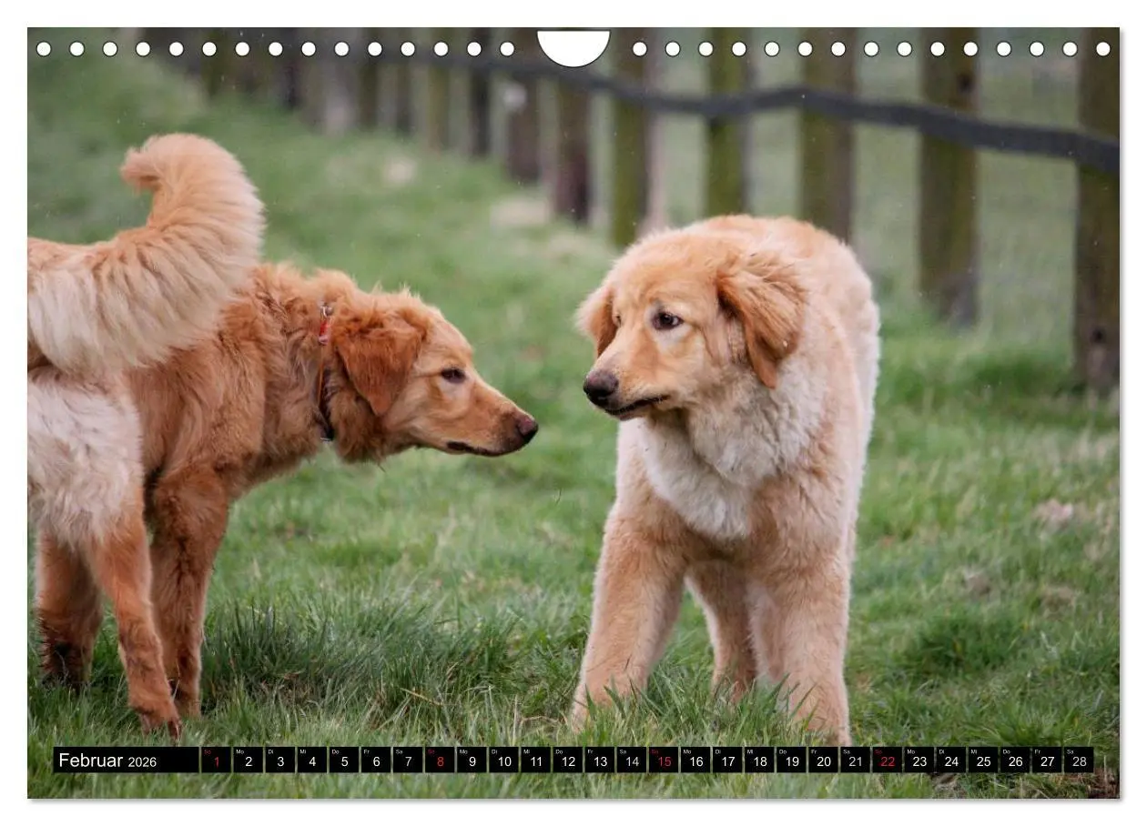 Bild: 9783516186888 | Hovawart - natürlich blond (Wandkalender 2026 DIN A4 quer),...