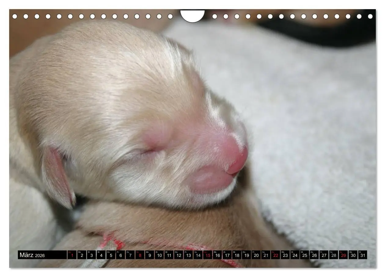 Bild: 9783516186888 | Hovawart - natürlich blond (Wandkalender 2026 DIN A4 quer),...