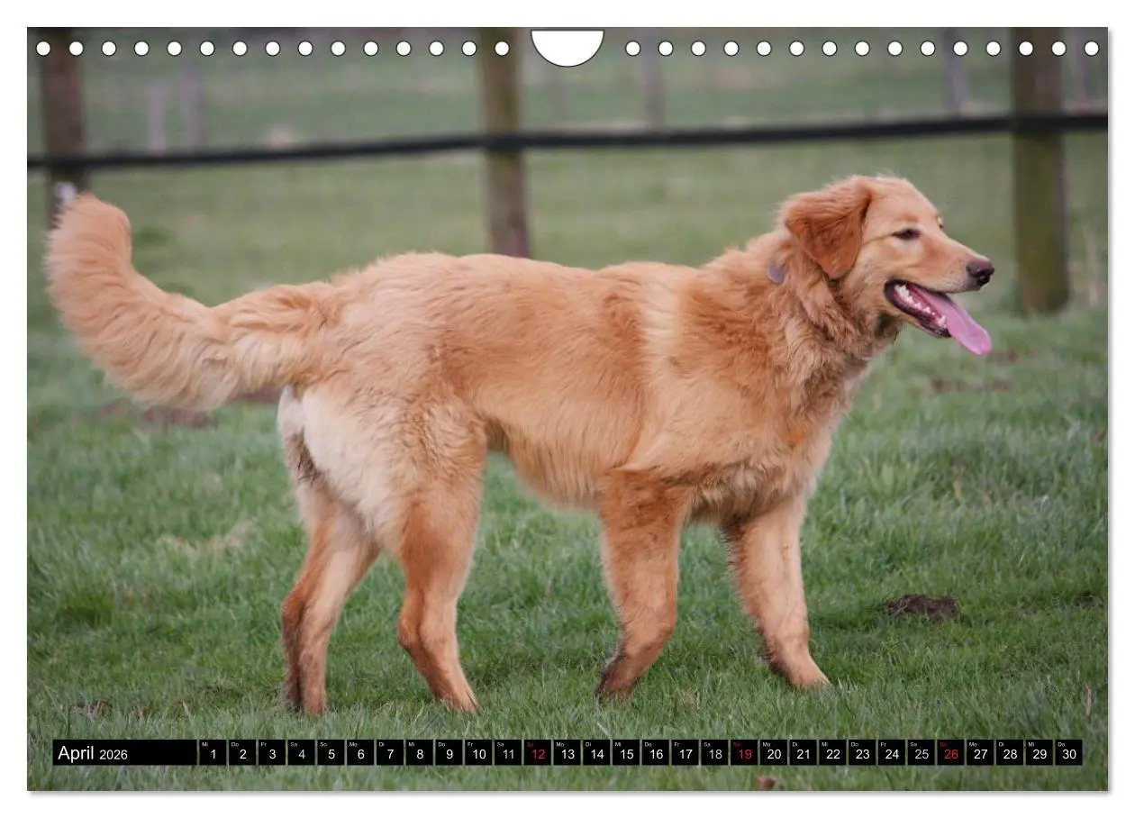 Bild: 9783516186888 | Hovawart - natürlich blond (Wandkalender 2026 DIN A4 quer),...