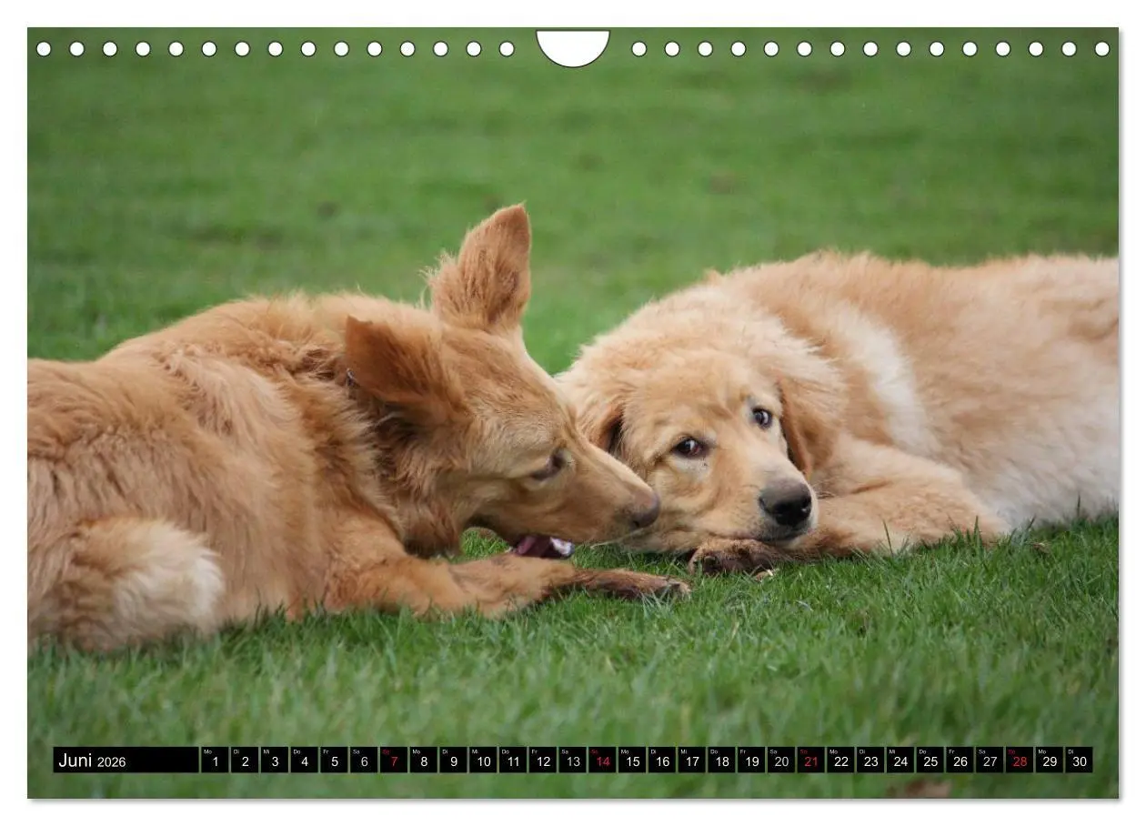 Bild: 9783516186888 | Hovawart - natürlich blond (Wandkalender 2026 DIN A4 quer),...