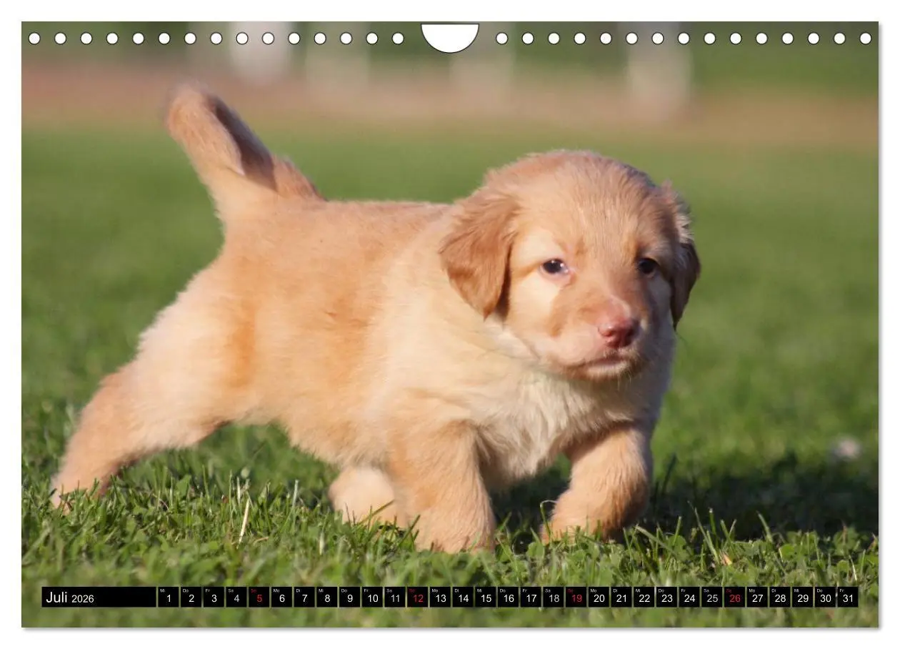 Bild: 9783516186888 | Hovawart - natürlich blond (Wandkalender 2026 DIN A4 quer),...
