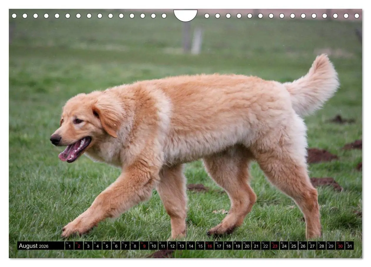 Bild: 9783516186888 | Hovawart - natürlich blond (Wandkalender 2026 DIN A4 quer),...