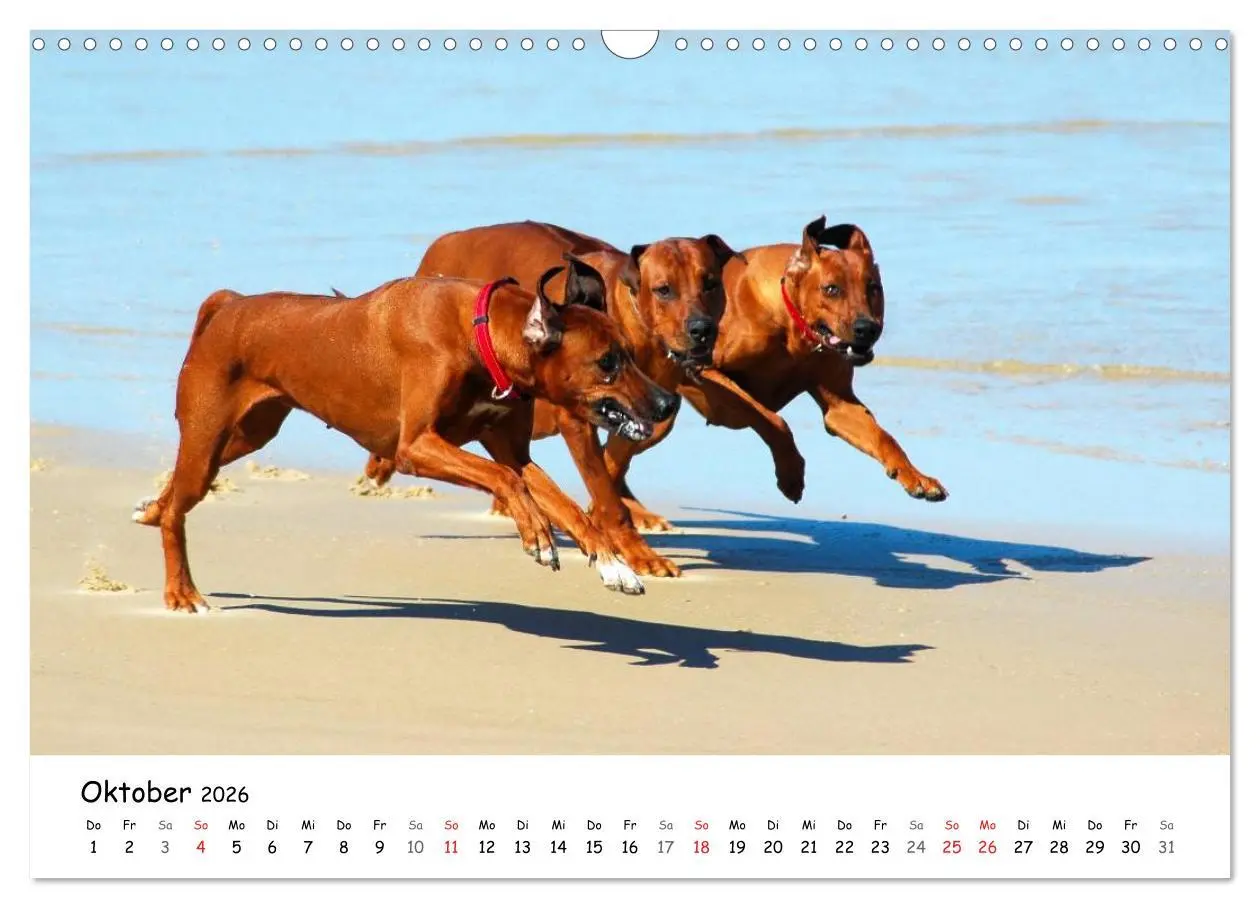 Bild: 9783516067088 | Rhodesian Ridgebacks in Aktion (Wandkalender 2026 DIN A3 quer),...