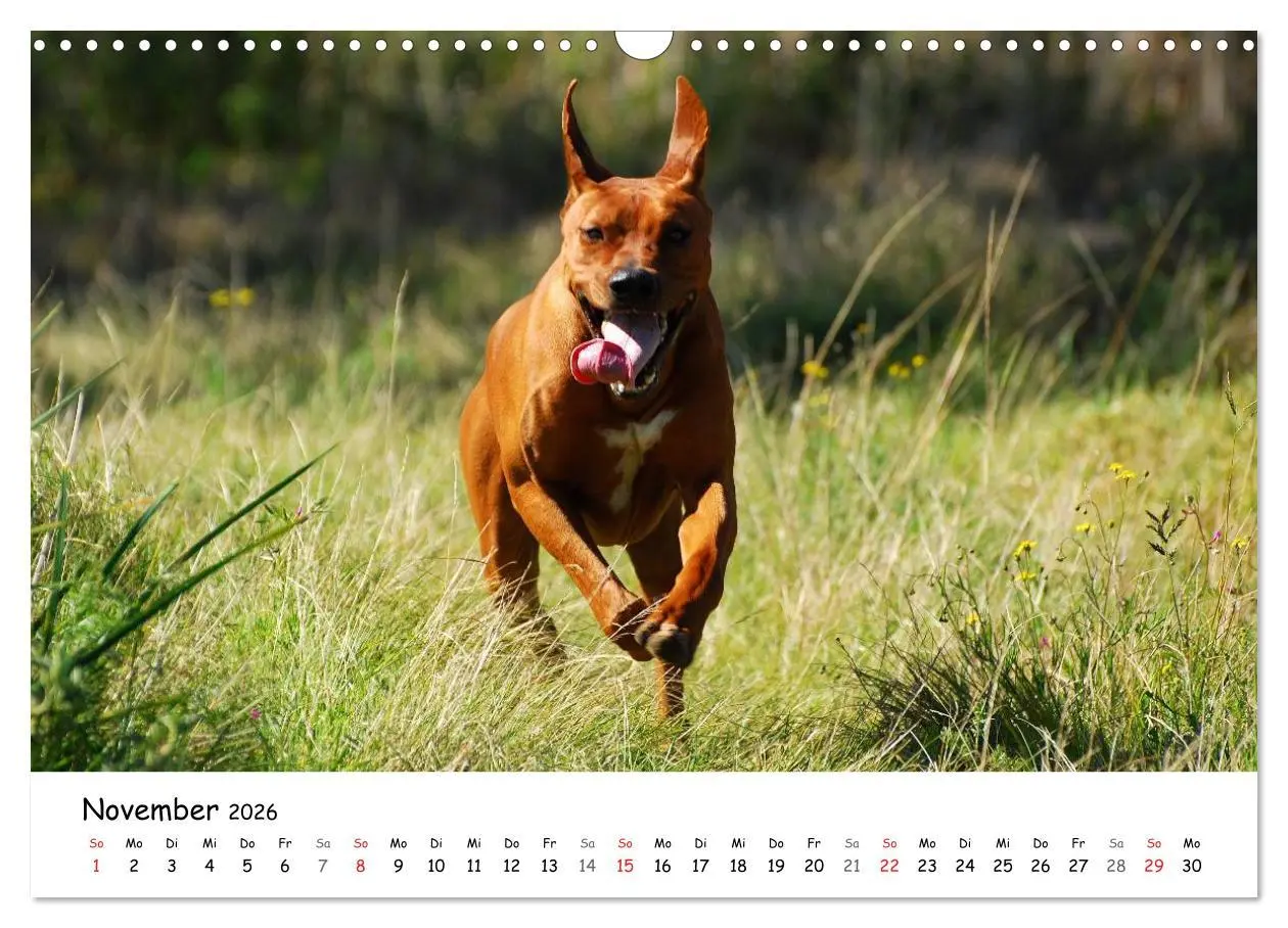 Bild: 9783516067088 | Rhodesian Ridgebacks in Aktion (Wandkalender 2026 DIN A3 quer),...