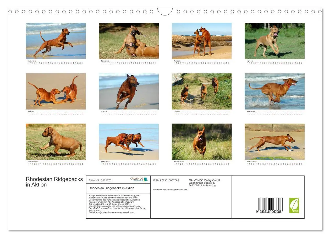 Bild: 9783516067088 | Rhodesian Ridgebacks in Aktion (Wandkalender 2026 DIN A3 quer),...