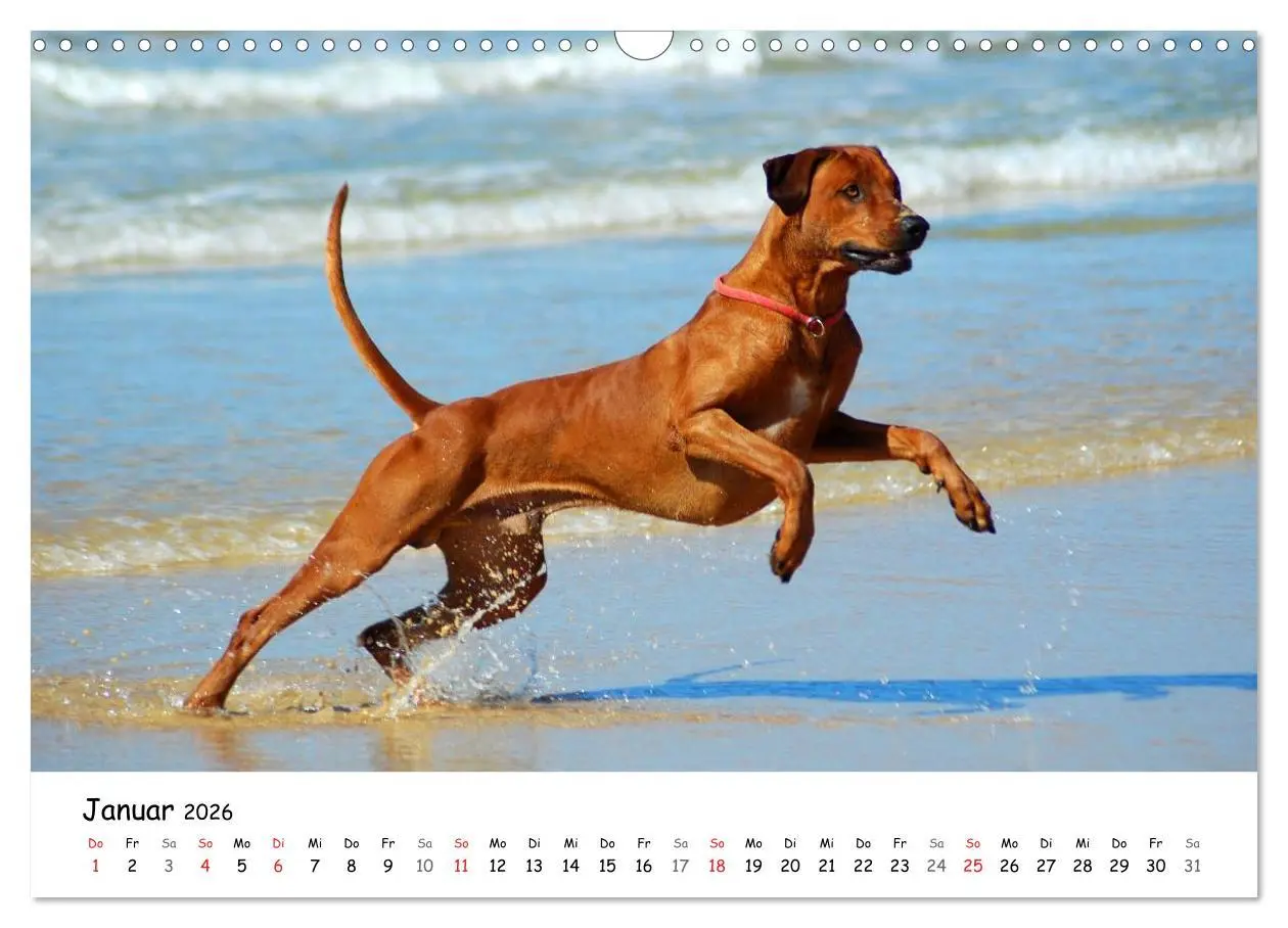 Bild: 9783516067088 | Rhodesian Ridgebacks in Aktion (Wandkalender 2026 DIN A3 quer),...
