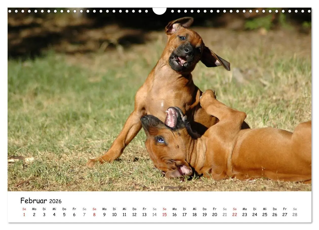 Bild: 9783516067088 | Rhodesian Ridgebacks in Aktion (Wandkalender 2026 DIN A3 quer),...