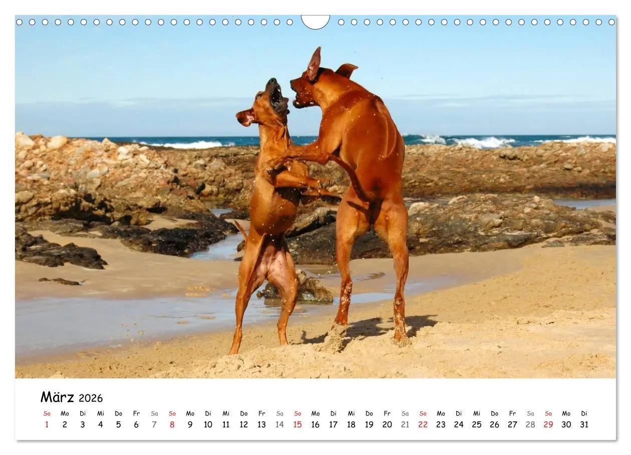 Bild: 9783516067088 | Rhodesian Ridgebacks in Aktion (Wandkalender 2026 DIN A3 quer),...