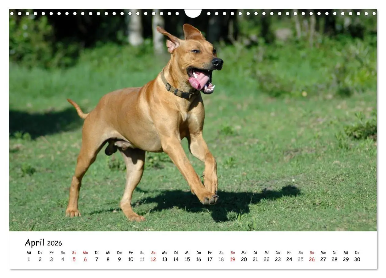 Bild: 9783516067088 | Rhodesian Ridgebacks in Aktion (Wandkalender 2026 DIN A3 quer),...
