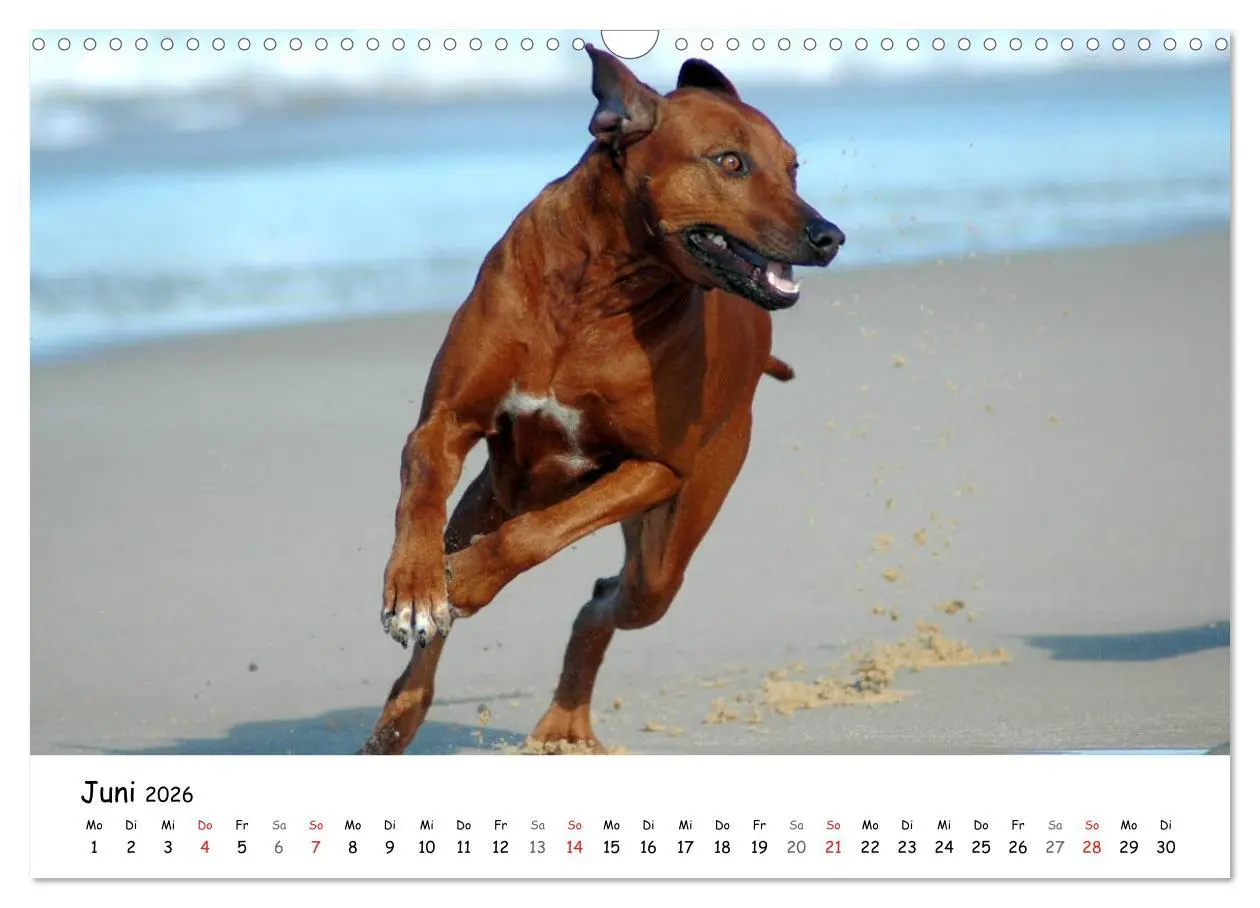 Bild: 9783516067088 | Rhodesian Ridgebacks in Aktion (Wandkalender 2026 DIN A3 quer),...