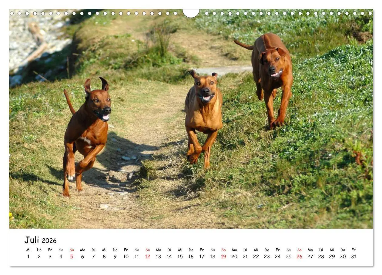 Bild: 9783516067088 | Rhodesian Ridgebacks in Aktion (Wandkalender 2026 DIN A3 quer),...