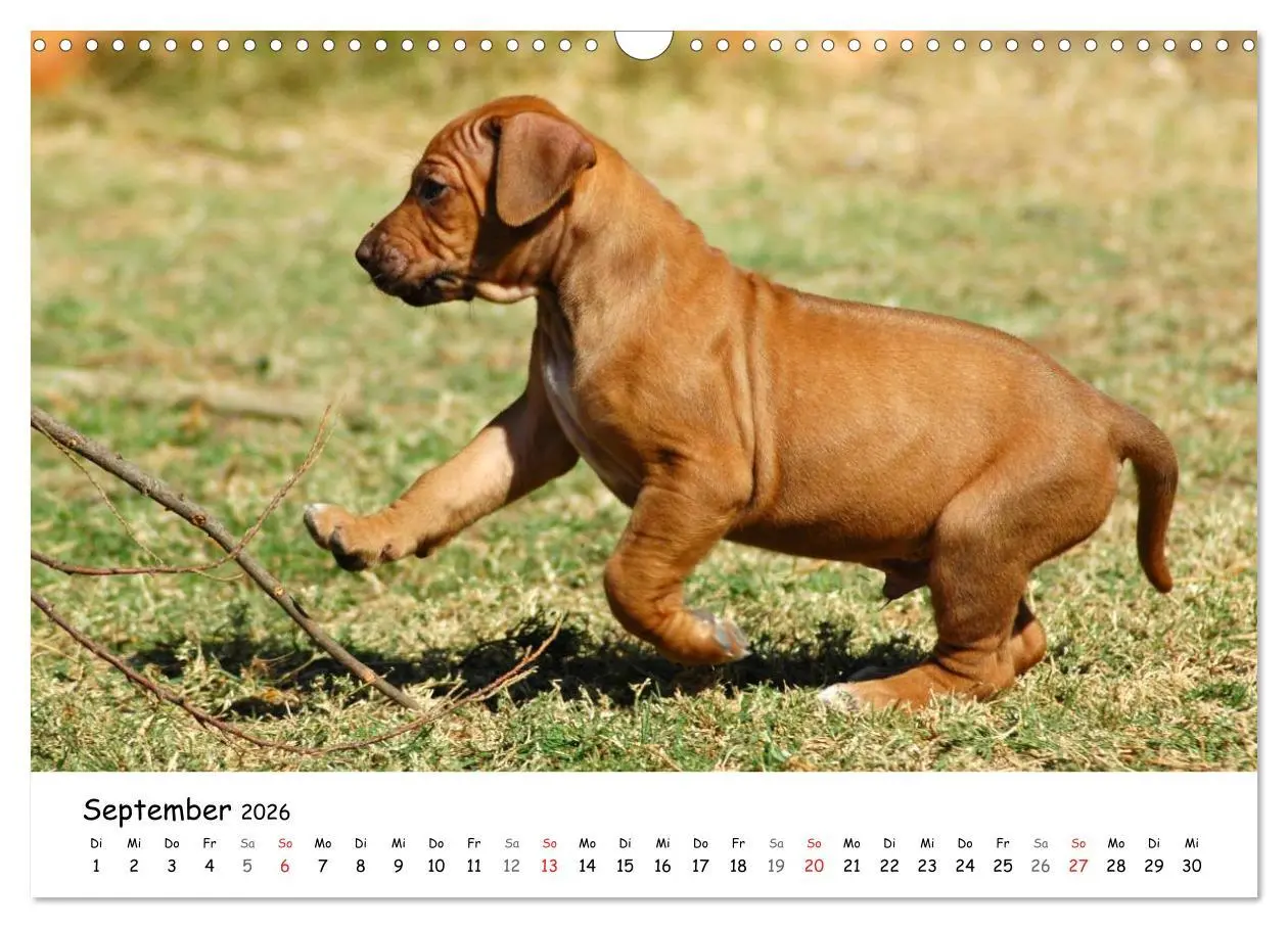 Bild: 9783516067088 | Rhodesian Ridgebacks in Aktion (Wandkalender 2026 DIN A3 quer),...