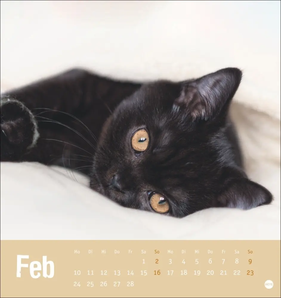 Bild: 9783756407088 | Tierisch entspannte Katzen Postkartenkalender 2025 | Kalender | 2025