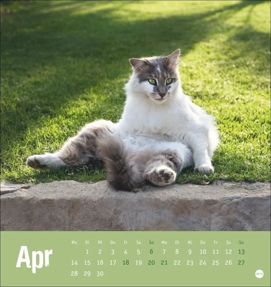 Bild: 9783756407088 | Tierisch entspannte Katzen Postkartenkalender 2025 | Kalender | 2025
