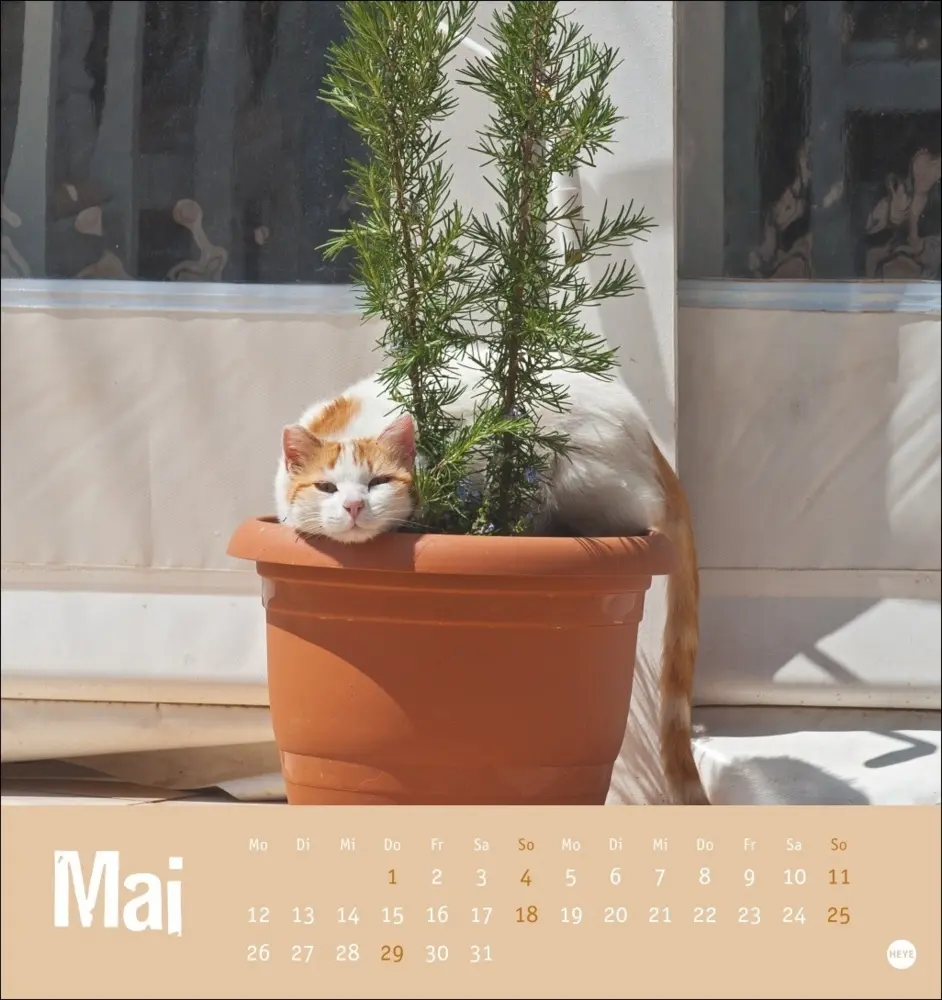 Bild: 9783756407088 | Tierisch entspannte Katzen Postkartenkalender 2025 | Kalender | 2025