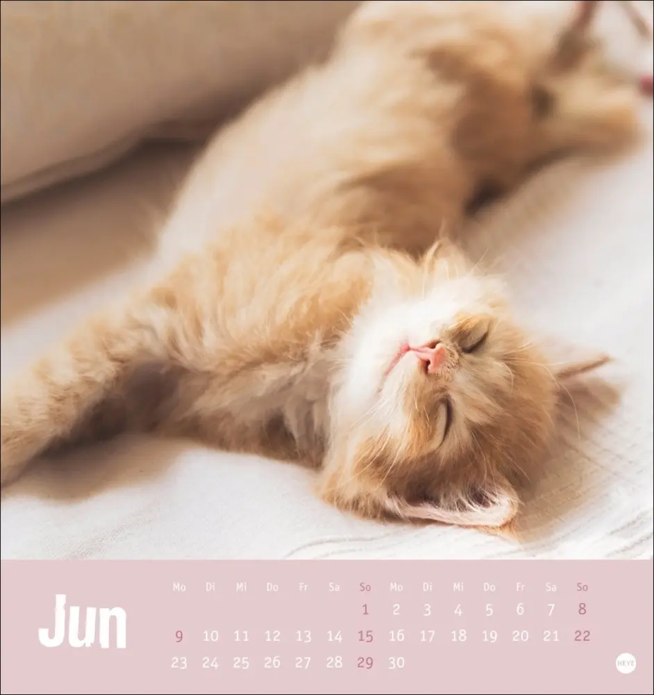 Bild: 9783756407088 | Tierisch entspannte Katzen Postkartenkalender 2025 | Kalender | 2025