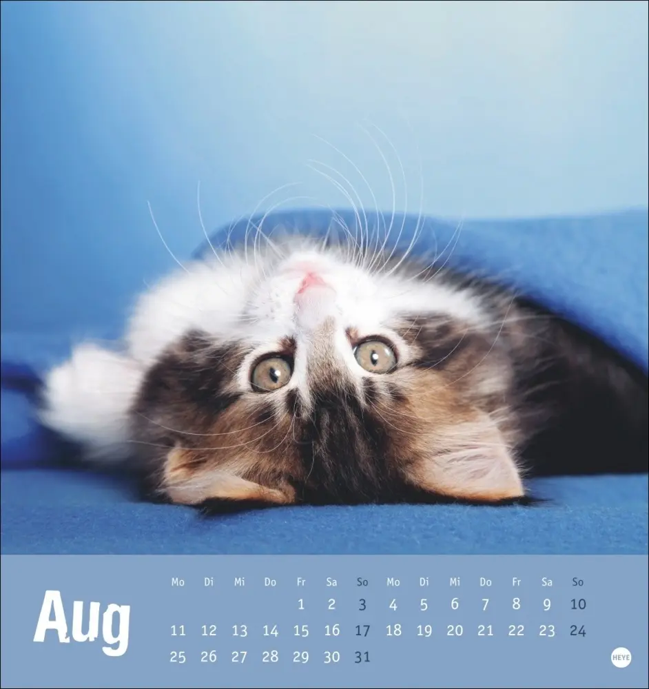 Bild: 9783756407088 | Tierisch entspannte Katzen Postkartenkalender 2025 | Kalender | 2025