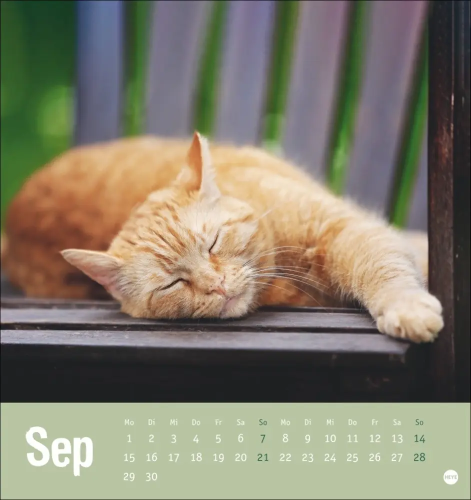Bild: 9783756407088 | Tierisch entspannte Katzen Postkartenkalender 2025 | Kalender | 2025