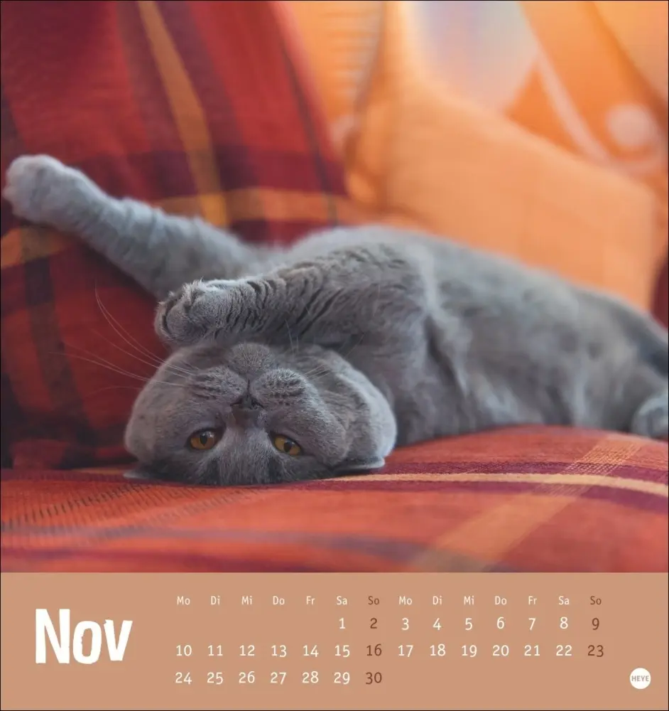 Bild: 9783756407088 | Tierisch entspannte Katzen Postkartenkalender 2025 | Kalender | 2025