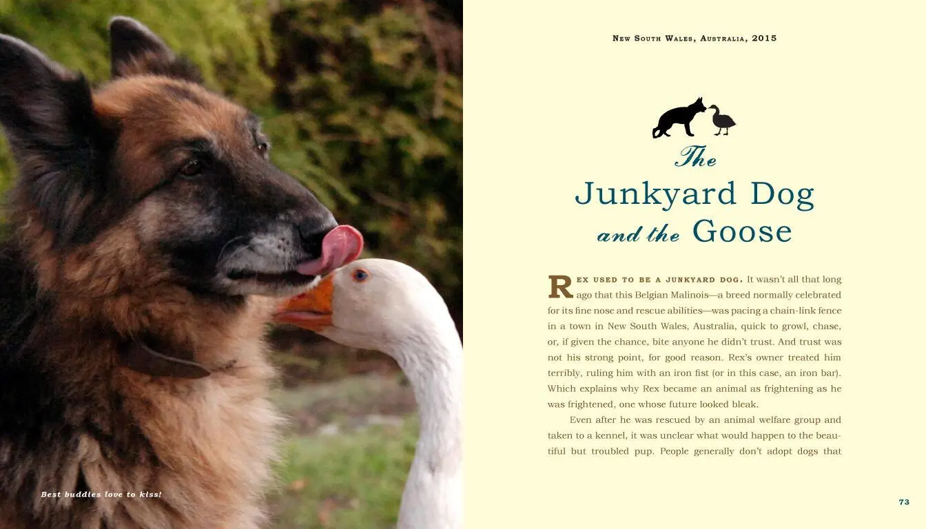 Bild: 9780761187288 | Unlikely Friendships: Dogs | Jennifer S Holland | Taschenbuch | 2016