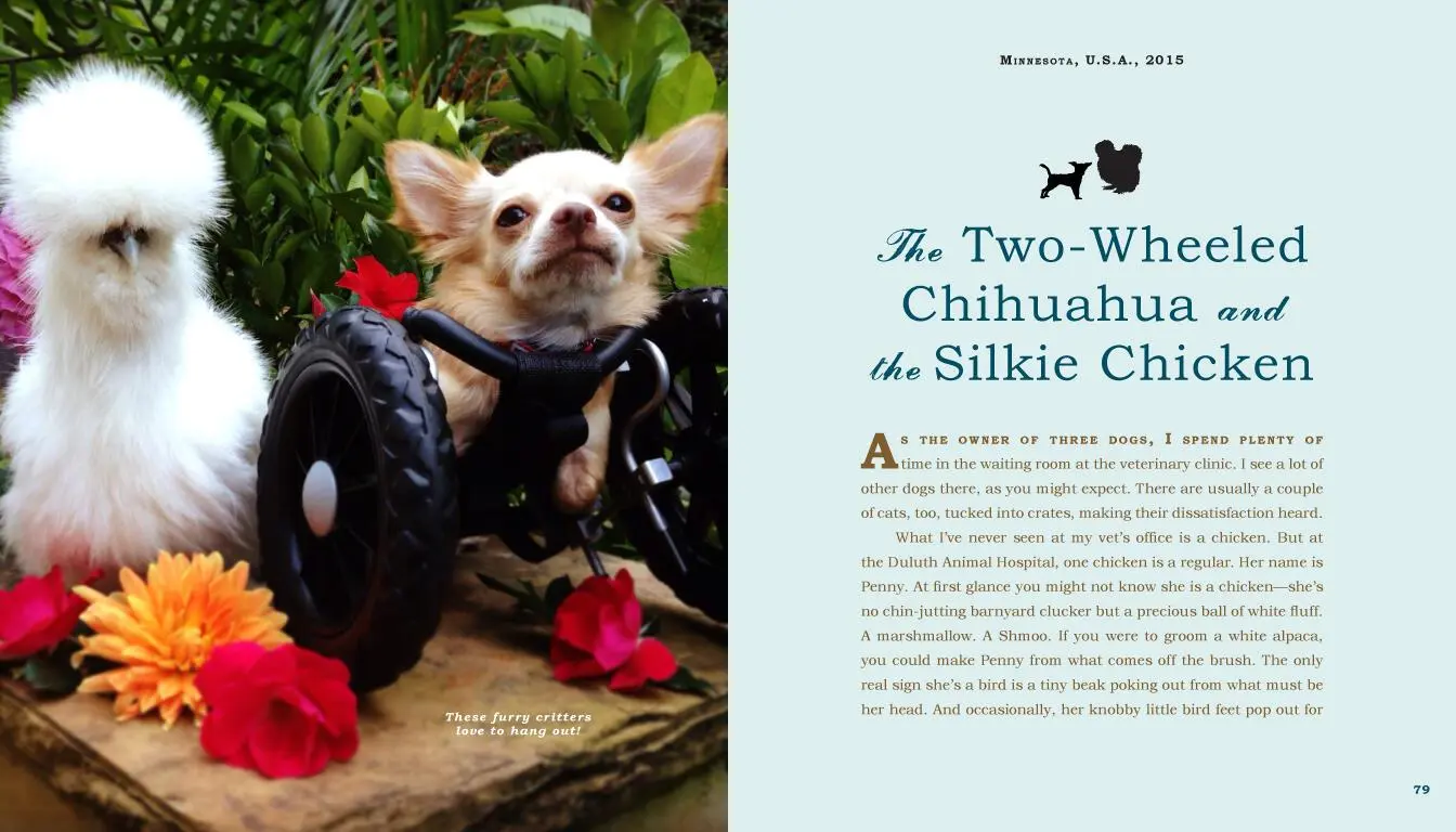 Bild: 9780761187288 | Unlikely Friendships: Dogs | Jennifer S Holland | Taschenbuch | 2016
