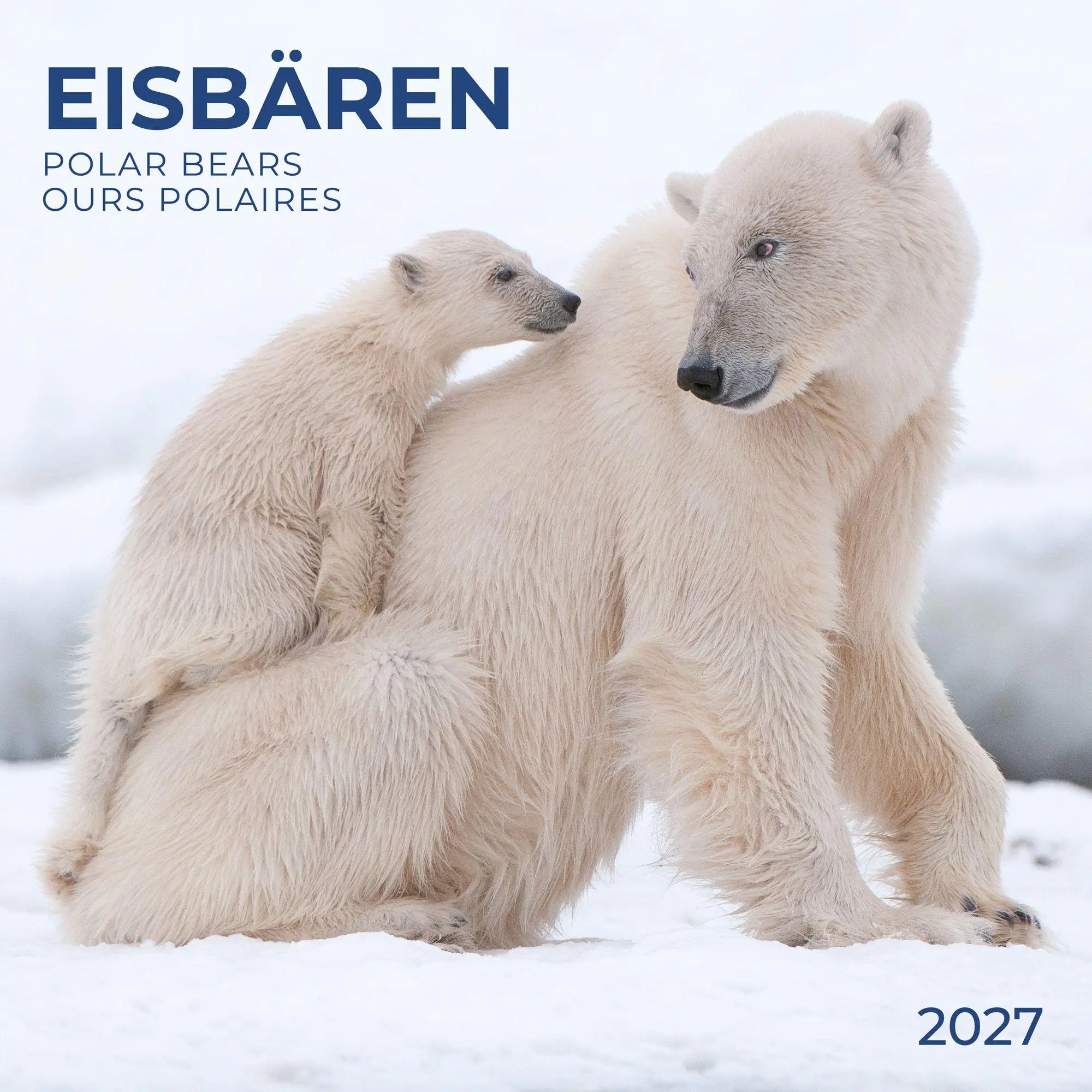 Cover: 9783959297288 | Eisbären / Polar Bears 2027 | Kalender 2027 | Kalender | 28 S. | 2027