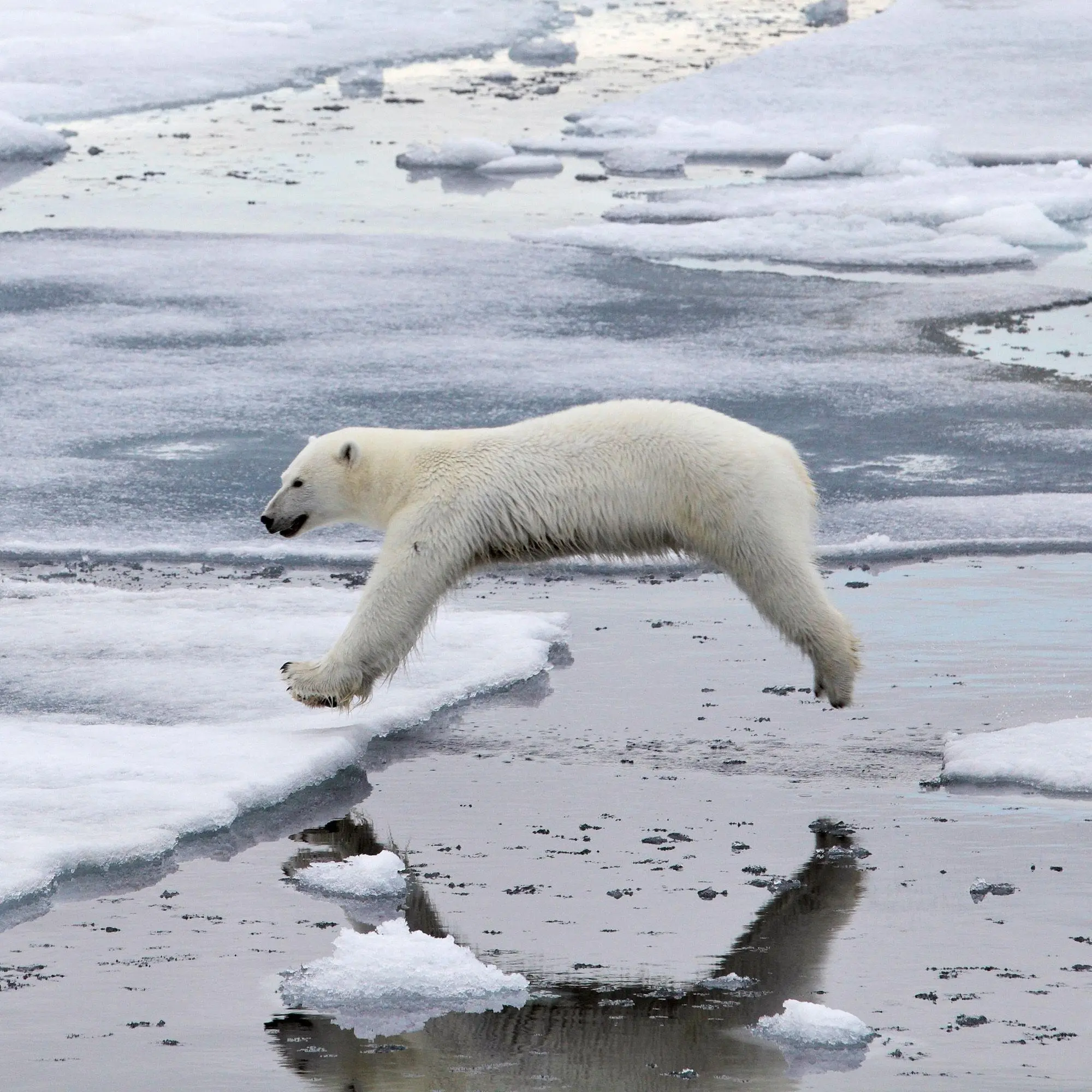 Bild: 9783959297288 | Eisbären / Polar Bears 2027 | Kalender 2027 | Kalender | 28 S. | 2027