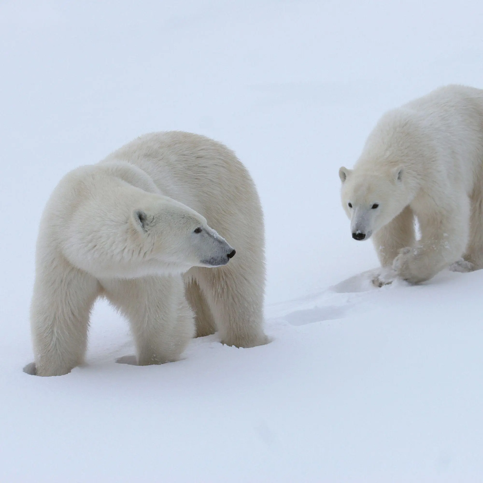 Bild: 9783959297288 | Eisbären / Polar Bears 2027 | Kalender 2027 | Kalender | 28 S. | 2027