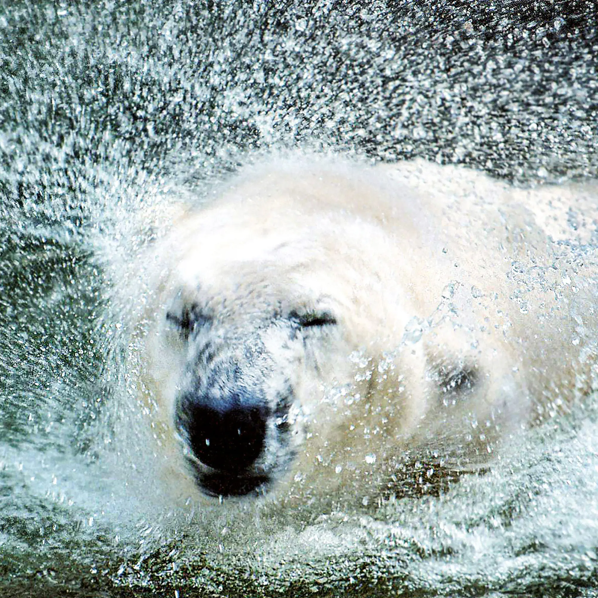 Bild: 9783959297288 | Eisbären / Polar Bears 2027 | Kalender 2027 | Kalender | 28 S. | 2027