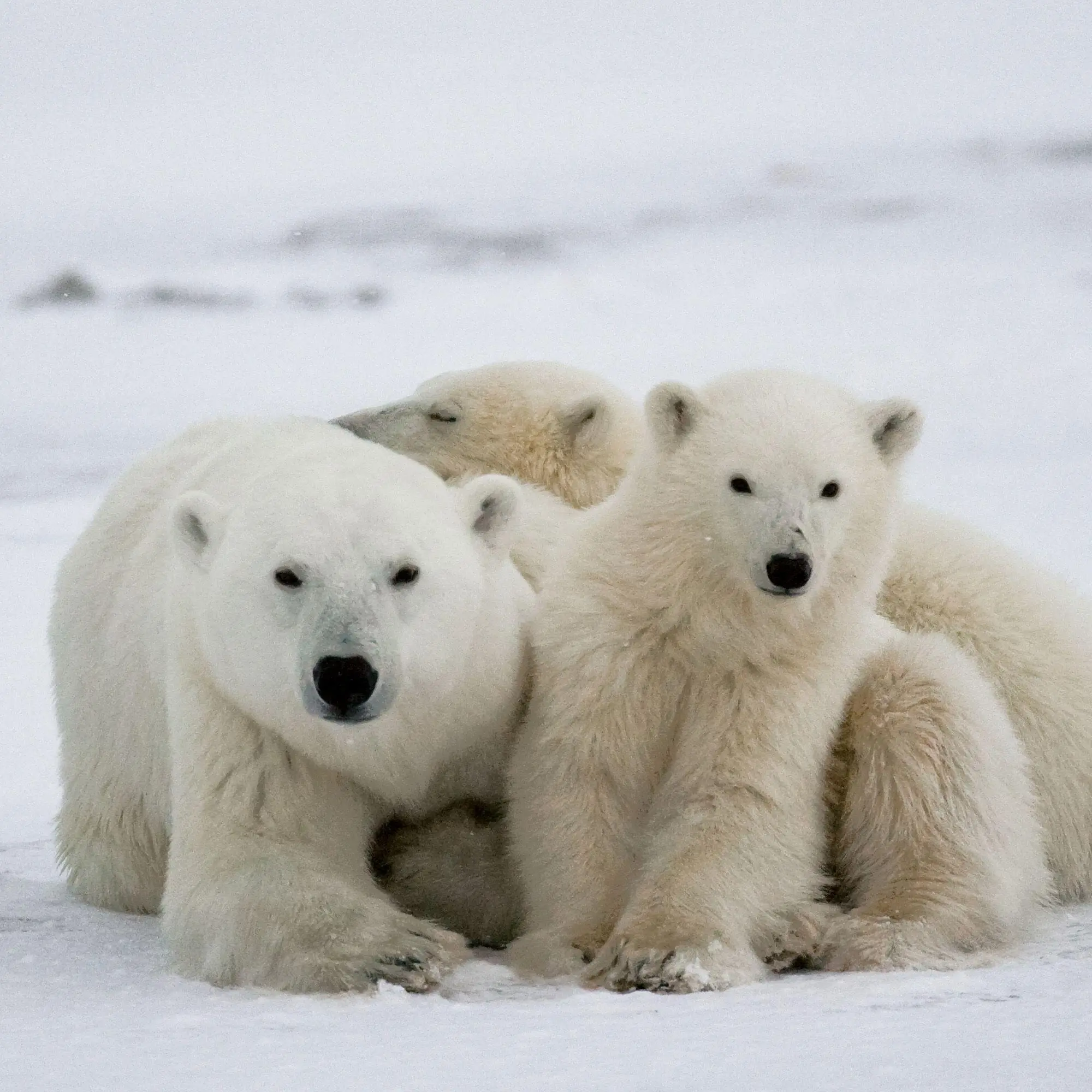 Bild: 9783959297288 | Eisbären / Polar Bears 2027 | Kalender 2027 | Kalender | 28 S. | 2027