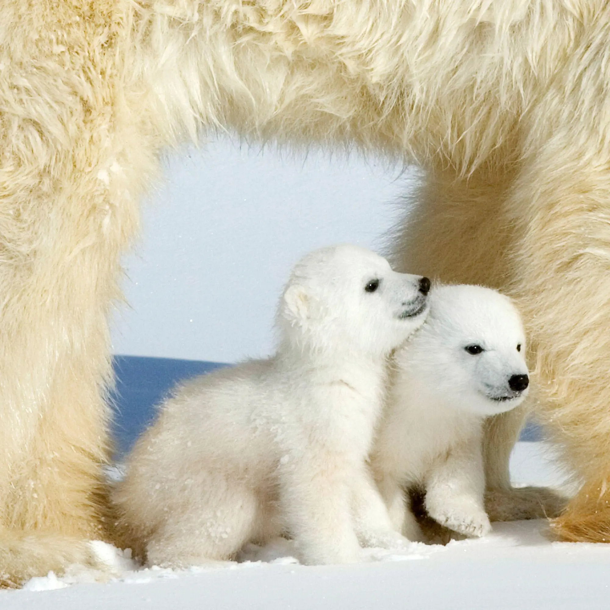 Bild: 9783959297288 | Eisbären / Polar Bears 2027 | Kalender 2027 | Kalender | 28 S. | 2027