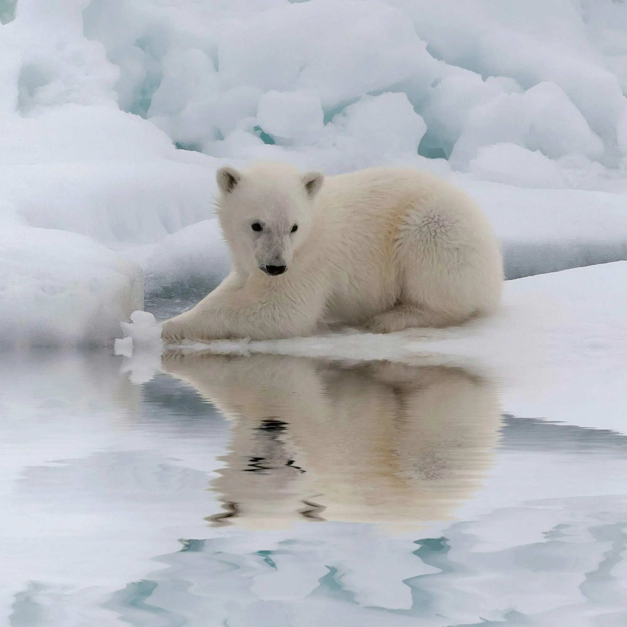 Bild: 9783959297288 | Eisbären / Polar Bears 2027 | Kalender 2027 | Kalender | 28 S. | 2027