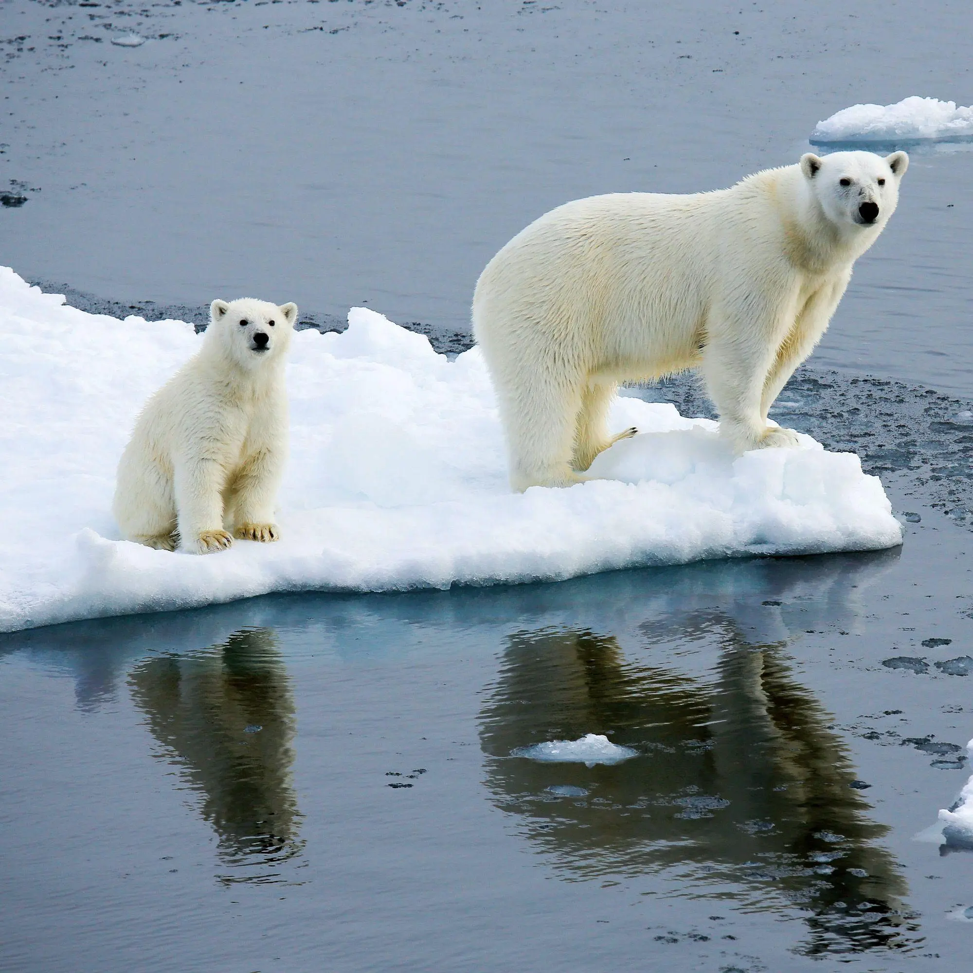 Bild: 9783959297288 | Eisbären / Polar Bears 2027 | Kalender 2027 | Kalender | 28 S. | 2027