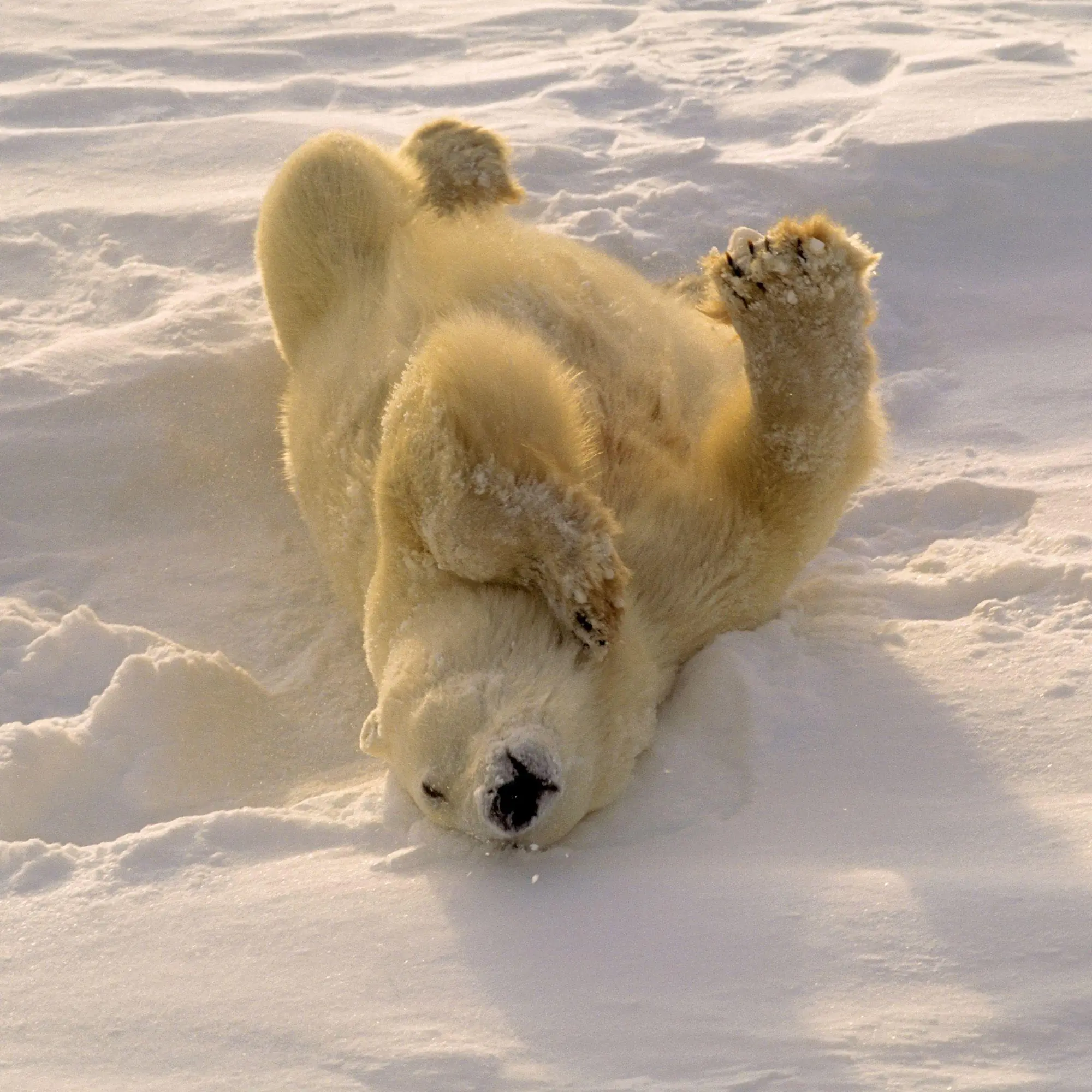 Bild: 9783959297288 | Eisbären / Polar Bears 2027 | Kalender 2027 | Kalender | 28 S. | 2027