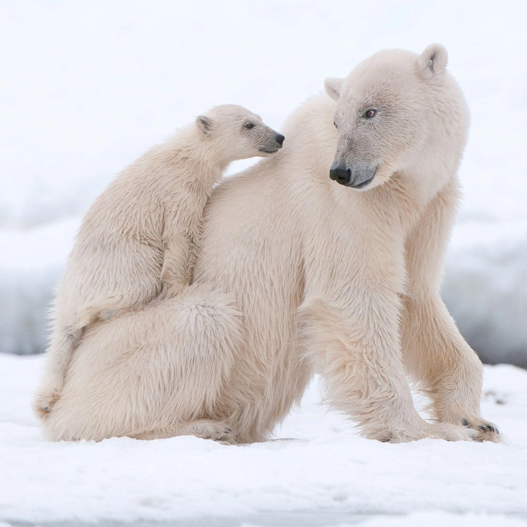 Bild: 9783959297288 | Eisbären / Polar Bears 2027 | Kalender 2027 | Kalender | 28 S. | 2027