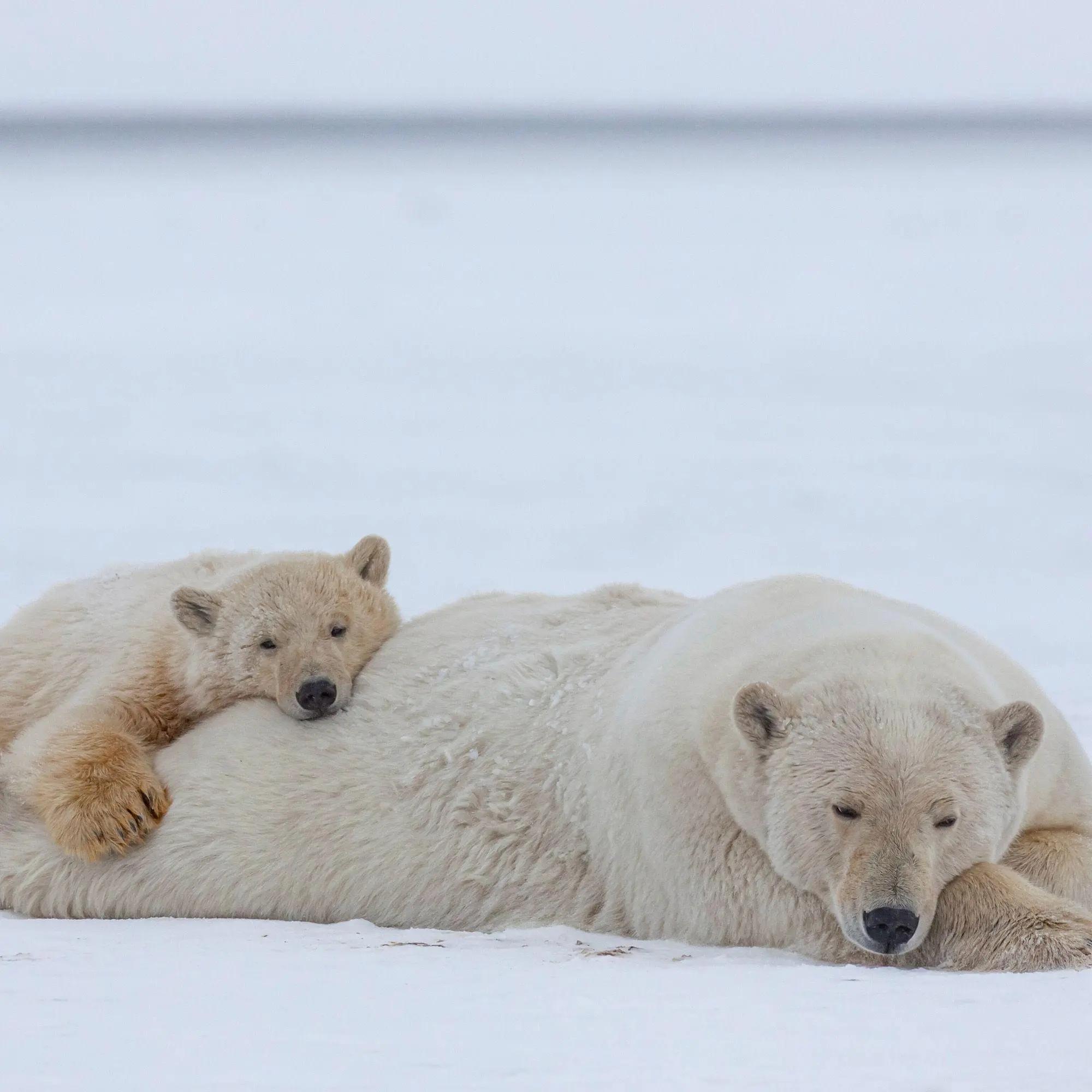 Bild: 9783959297288 | Eisbären / Polar Bears 2027 | Kalender 2027 | Kalender | 28 S. | 2027