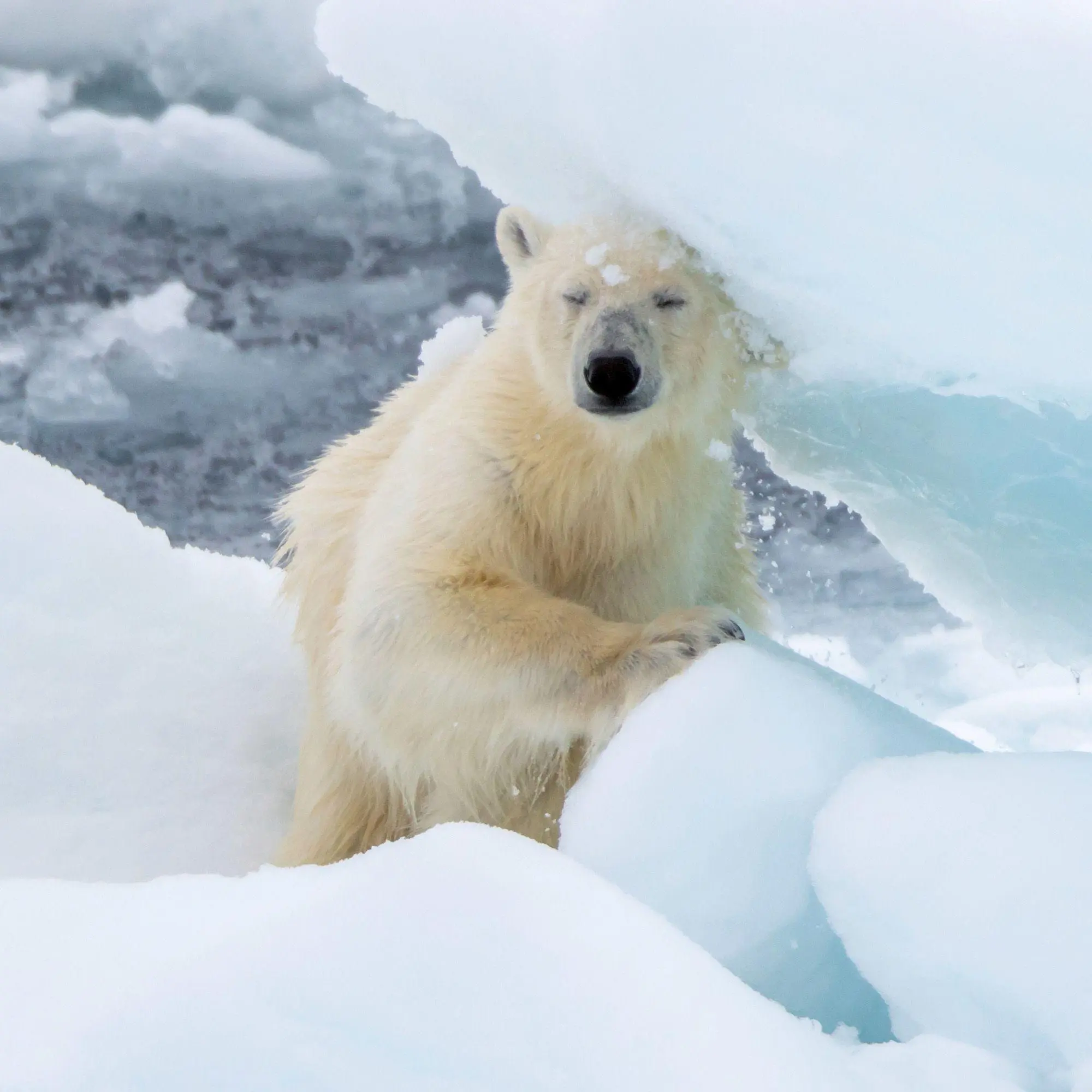Bild: 9783959297288 | Eisbären / Polar Bears 2027 | Kalender 2027 | Kalender | 28 S. | 2027