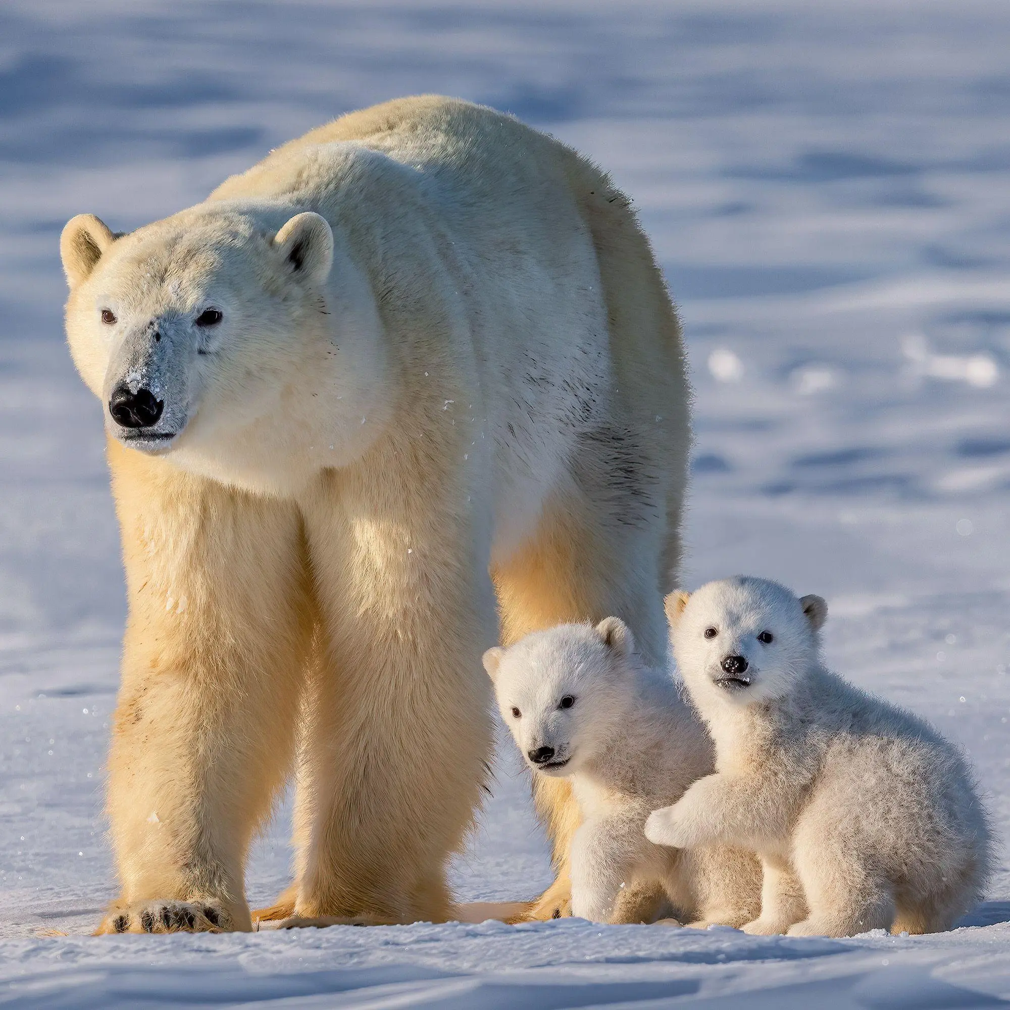 Bild: 9783959297288 | Eisbären / Polar Bears 2027 | Kalender 2027 | Kalender | 28 S. | 2027
