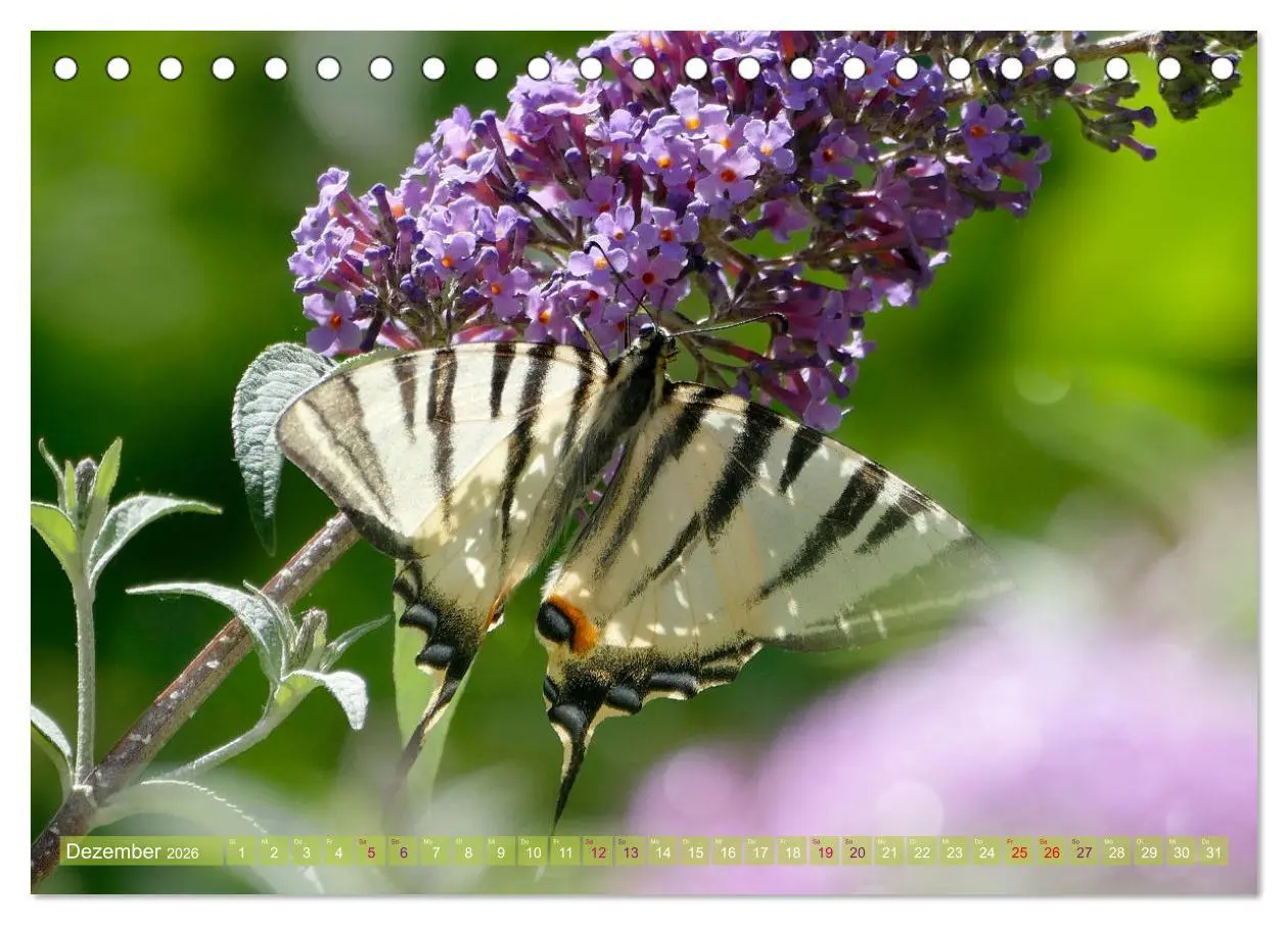 Bild: 9783457567388 | Schmetterlingsjahr (Tischkalender 2026 DIN A5 quer), CALVENDO...