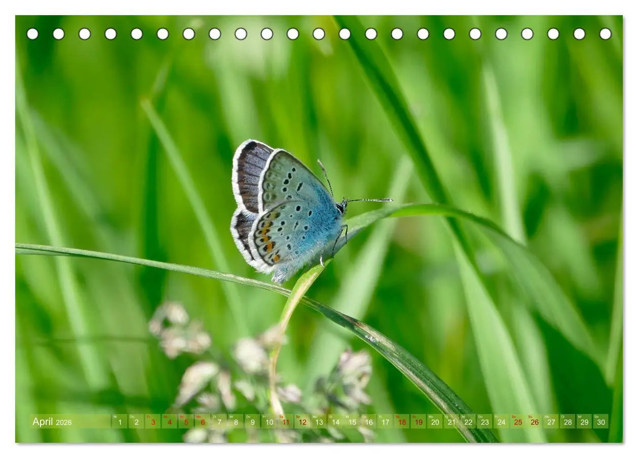 Bild: 9783457567388 | Schmetterlingsjahr (Tischkalender 2026 DIN A5 quer), CALVENDO...