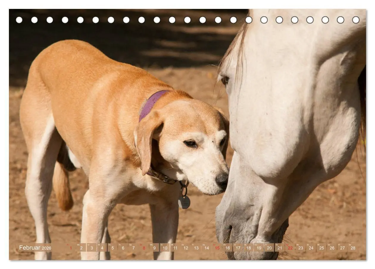 Bild: 9783457707388 | Pferd und Hund - Vierbeinige Freunde (Tischkalender 2026 DIN A5...