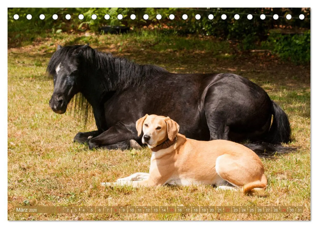 Bild: 9783457707388 | Pferd und Hund - Vierbeinige Freunde (Tischkalender 2026 DIN A5...